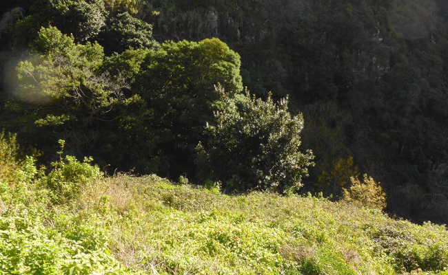 Hinab zur Schlucht