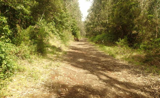 Umparken Ribeira Passo Madeira