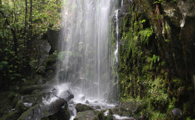 Levada dos Cedros