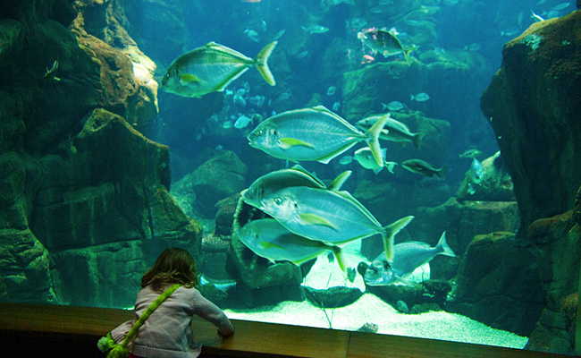 Aquarium Madeira