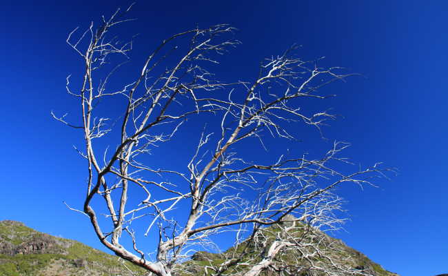 Natur am Pico Ruivo