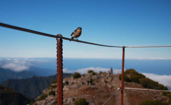 Wanderug mit Casa Vento aus Arco da Calheta Wanderung Madeira
