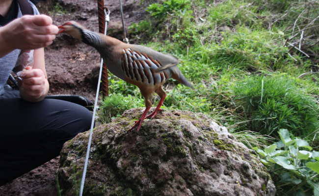 Während der Wanderung füttern wir die Vögel Wandern zurück zum Pico Arieiro