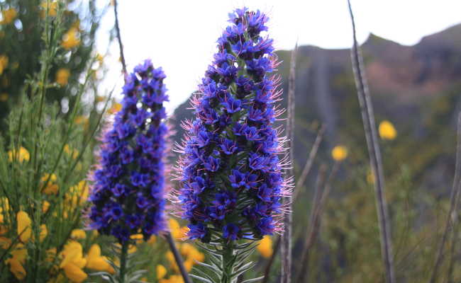 Blumeninsel Madeira