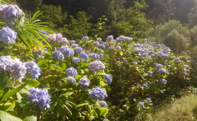 Blumeninsel Madeira