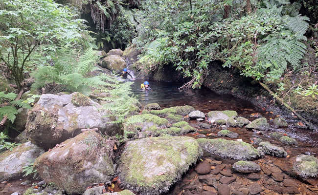 Dichtes Gr&uuml;n in den W&auml;nden der Schlucht