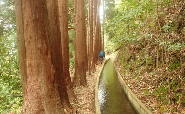 Die Levada Faja do Rodrigues in Madeira Levada Faja do Rodrigues