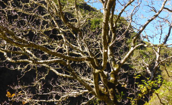 Wanderung in Madeira