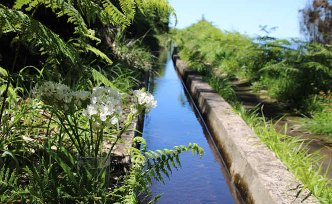 Der Wanderweg führt nun entlang der Levada Wanderweg entlang der Levada