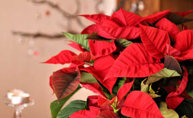 Dekoration für die Adventszeit Adventszeit in Madeira
