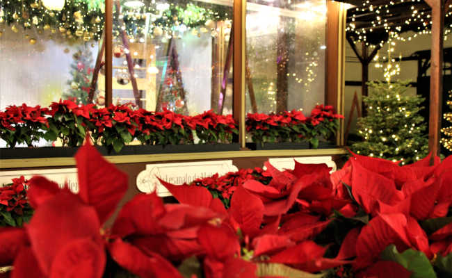 Weihnachtssterne in Funchal Weihnachtsblüten in Madeira
