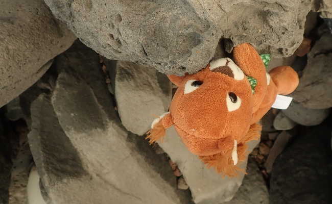 Climbing am Strand Climbing in Madeira