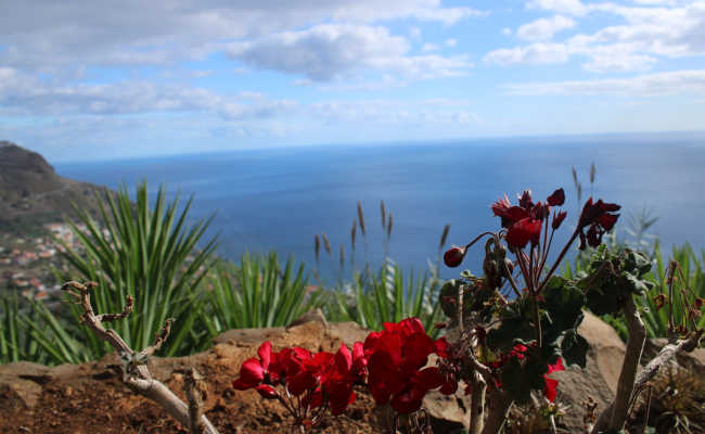Blumen in Madeira