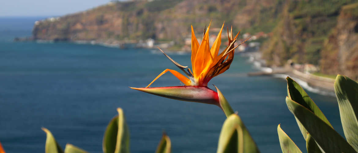 Freizeit in Madeira